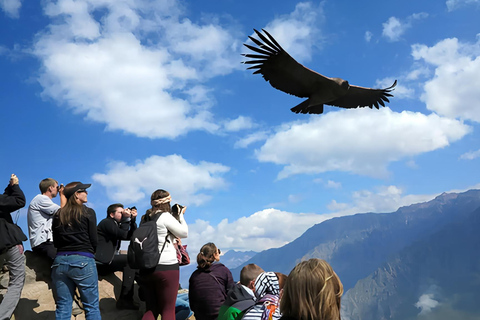 Arequipa: całodniowa wycieczka do kanionu Colca z Arequipy