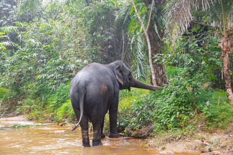 Khaolak: tour guidato del santuario degli elefanti con trasferimenti in hotel