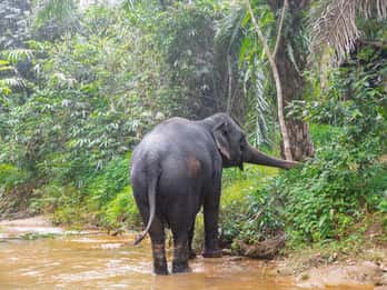 Khaolak: Elephant Sanctuary Geführte Tour mit Hoteltransfers
