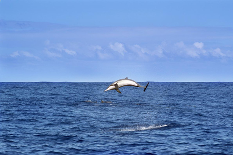 Excursión a Mnemba y los delfines desde kendwa o nungwi