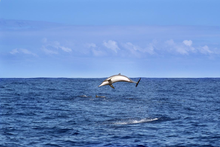 Mnemba and dolphin tour from kendwa or nungwi