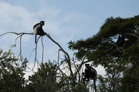 From Kampala: Entebbe Zoo, Reptile Village, & Gardens Tour