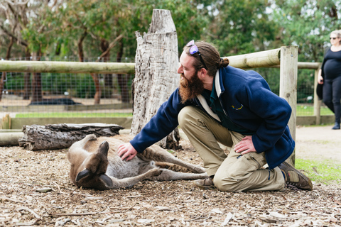 Desde Melbourne: Excursión ecológica a la fauna de Phillip IslandDesde Melbourne: ecotour de fauna a Phillip Island