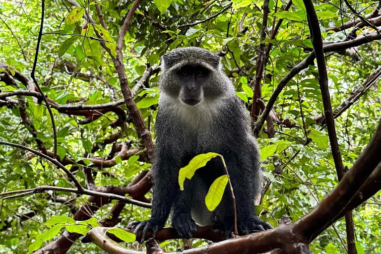 Zanzibar: Jozani Forest, Salaam & Maalum Caves and Sunset
