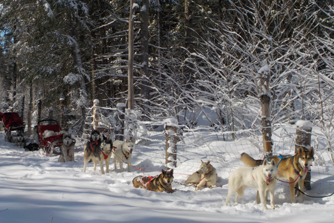 Mont-Tremblant: Dogsledding Valley Adventure