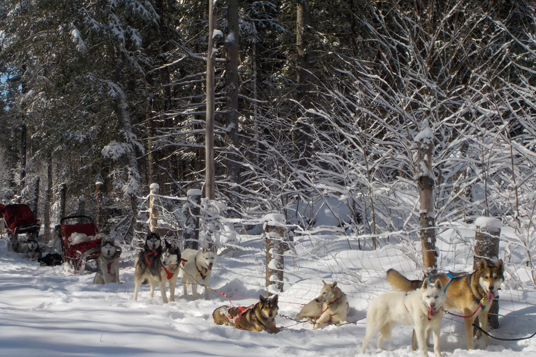 Mont-Tremblant: Dogsledding Valley Adventure