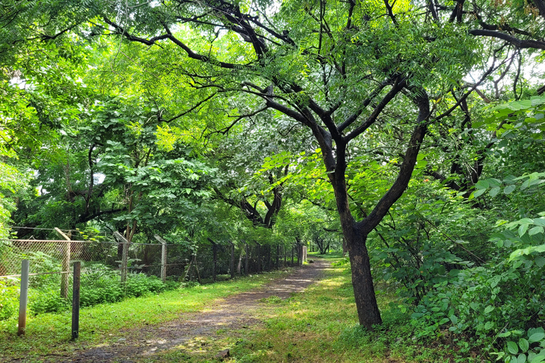 Mumbai: Parco Naturale del Maharashtra - Percorso naturalistico guidatoMumbai: Percorso naturalistico guidato nel Maharashtra Nature Park