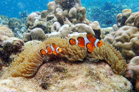 Phuket: Dagsutflykt till Koh Rok och Koh Ha (bästa av marinparken)