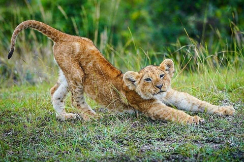 Nairobi: 3-Day epic trip to Maasai Mara Reserve with meals 3 days, 2 nights private safari to Mara in a tourist VAN