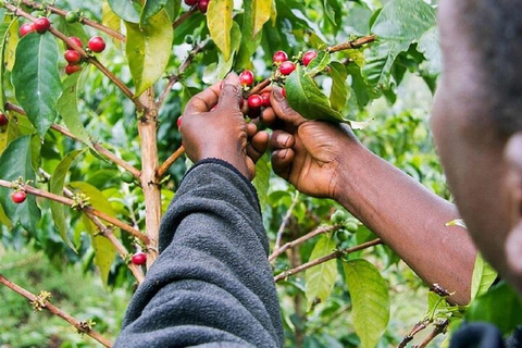 Nairobi: Fairview Coffee Estate Tour with Coffee Tasting