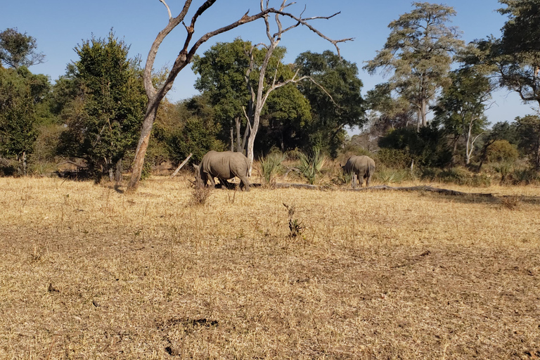 SAFARI EN VOITURE ET PROMENADE À LA RENCONTRE DES RHINOCÉROS