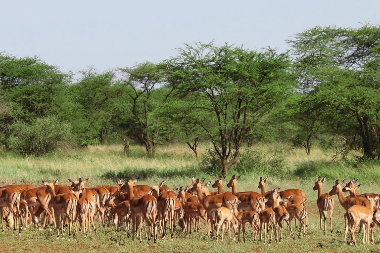 Privat Tarangire National Park dagstur med lunchPrivat dagstur till Tarangire nationalpark med lunch
