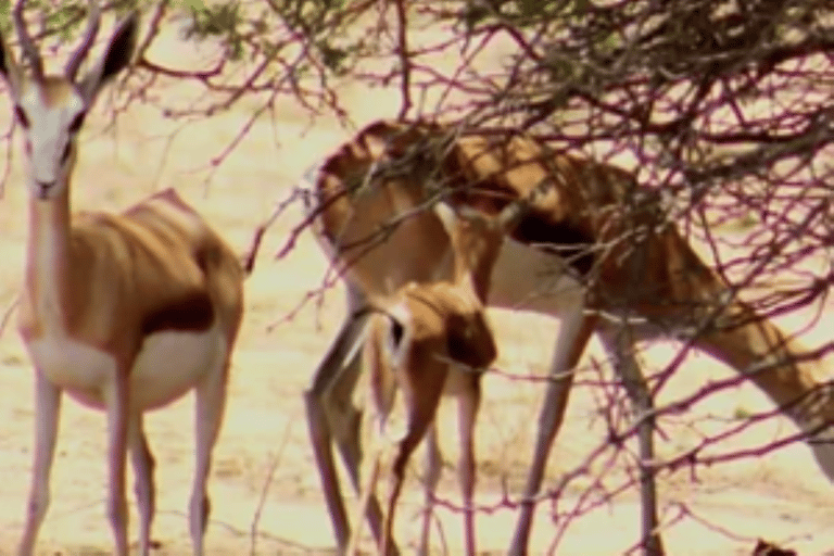 Swakopmund: Treasures of the Moonlandscape