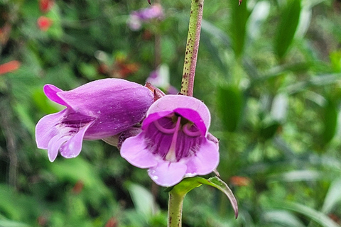 Oaxaca: Sierra Norte Ixtepeji Guided Hike & Lunch, Half-Day