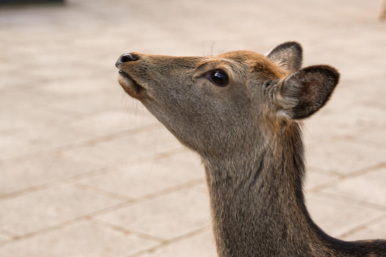 Excursión Privada de un Día a lo Más Destacado de Nara y Osaka
