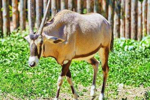 From Hammamet & Sousse: Friguia Animal Park Safari half day