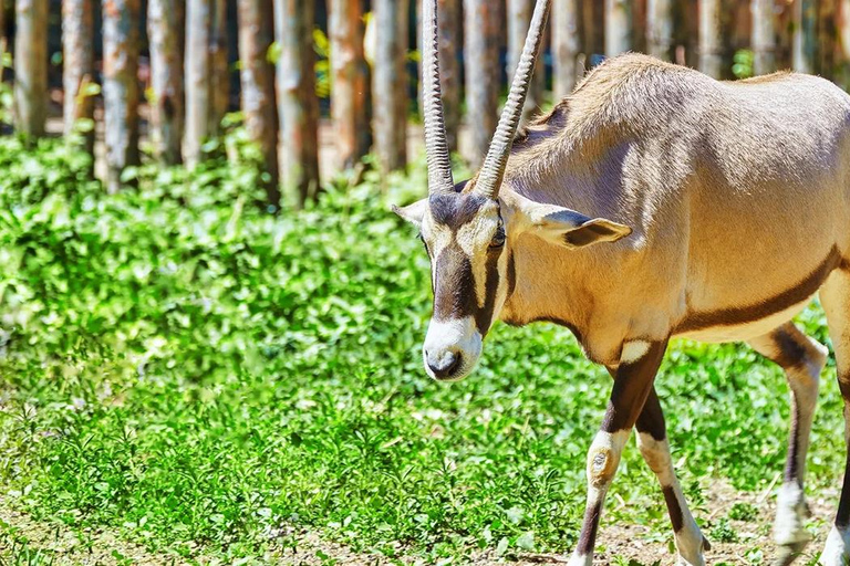 From Hammamet & Sousse: Friguia Animal Park Safari half day