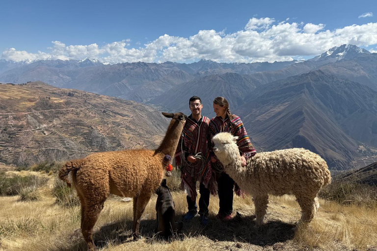 Cusco, Perù: passeggiata con gli alpacaCusco, Peru: Alpaca Walking Experience