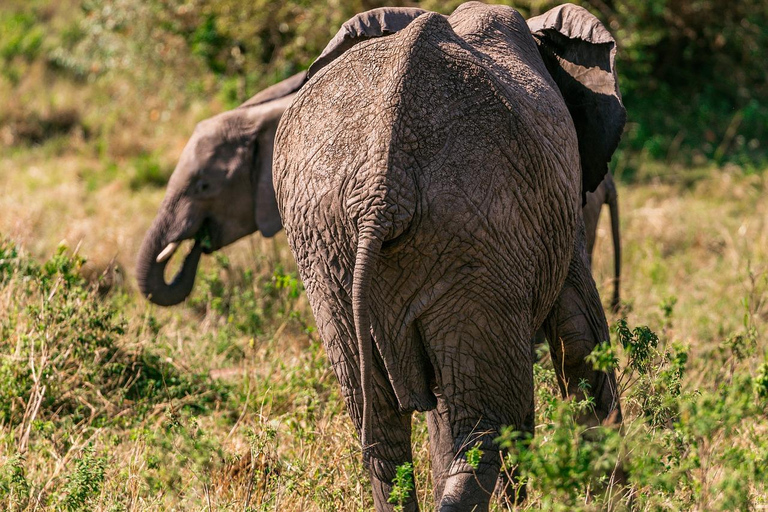 Safari budgétaire de groupe de 8 jours à travers le Kenya et la Tanzanie