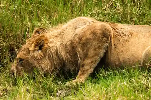 From Arusha: 5-Day Valleys and Highlands Safari Ngorongoro