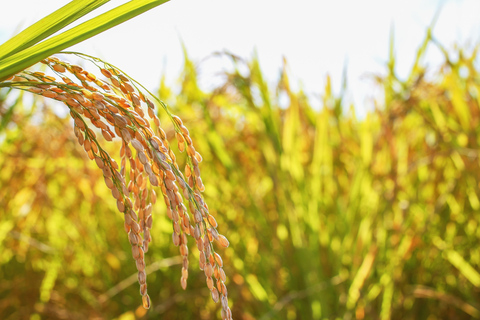 Dimbulagala Eco Trekking and Village Tour From Polonnaruwa