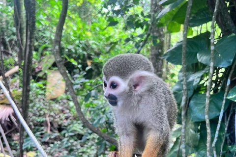 Puerto Plata: Monkeys, City Tour & Local Tastings