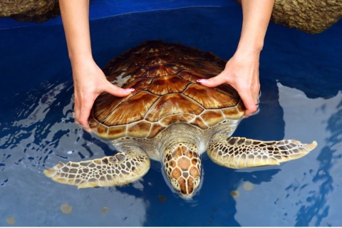 Desde Negombo: Safari por el río Madu y visita al criadero de tortugas
