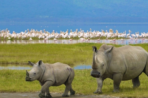 Begeleide safaritocht van een hele dag door Lake Nakuru National Park