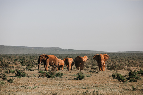 8 Tage Gorilla, Schimpansen und Big Five erleben