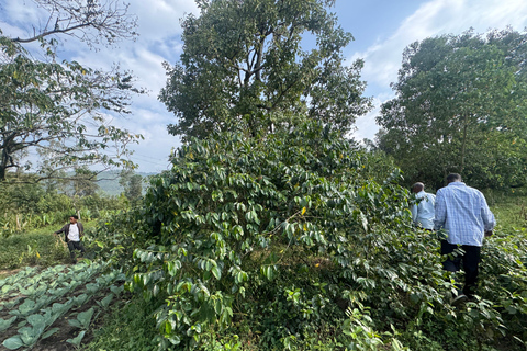 Addis Ababa: 9-Day Coffee Plantation Tour with Lodging