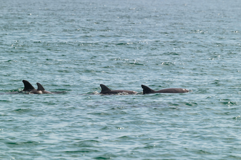 Mirissa: Dolphin Swim Blue Whale Snorkelling | All-Inclusive Mirissa: Scuba Diving & Turtle Snorkelling Experience