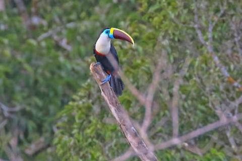 Alter do Chão: Amazon Wildlife Safari & Birdwatching Alter do Chão: Amazon Wildlife Safari & Birdwatching AM