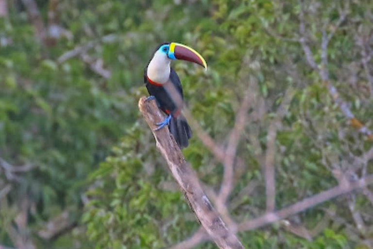 Alter do Chão: Amazon Wildlife Safari & Birdwatching Alter do Chão: Amazon Wildlife Safari & Birdwatching AM