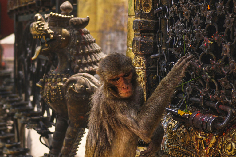 سوايامبوناث: جولة غروب الشمس وأضواء المدينةخاص