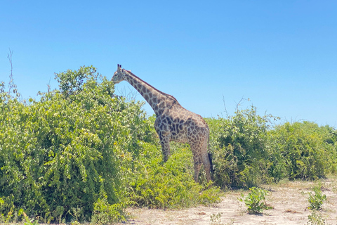 Excursión de un día a Chobe