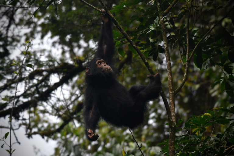 Kigali - Nyungwe: 2 Days Nyungwe Chimpanzee Trekking Tour