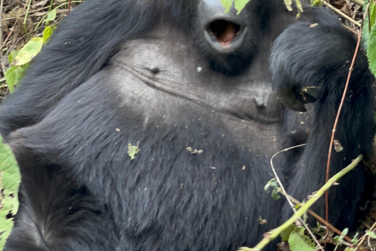 4 Tage Kongo (DRC) Tiefland Gorilla Tracking von Kgl Ruanda
