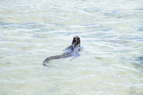 Isola delle Galapagos; tour naturalistico