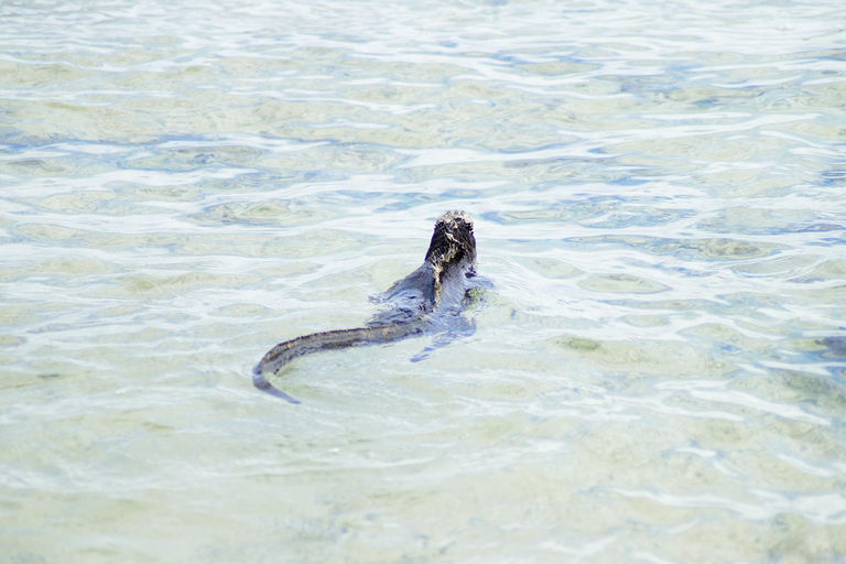 Isola delle Galapagos; tour naturalistico