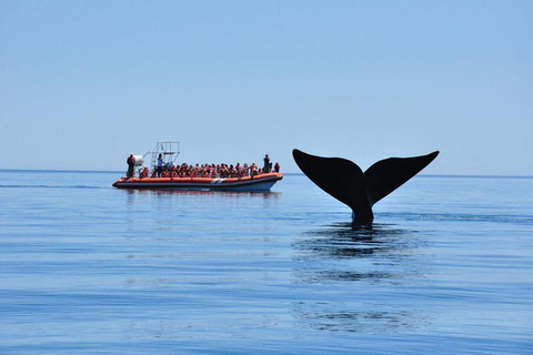 Patagonie : Observation des baleines dans la péninsule de Valdes