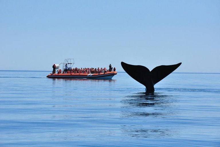 Patagonia: Avistamiento de ballenas en Península Valdés