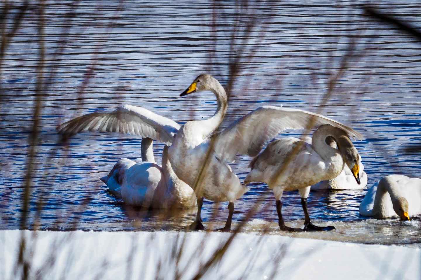 Oulu: Hietasaari Wildlife Hike with Nature Guide All Seasons