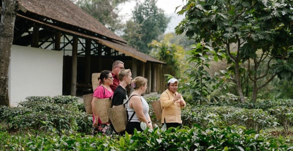 Chiang Mai: Tea Farm Tour with Traditional Tea Roasting