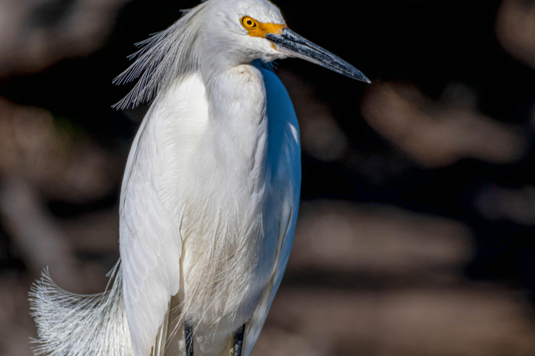 Orlando Bird Nerd Tour: Birding Kayak Tour Orlando Bird Nerd Tour: Long Birding Kayak Tour