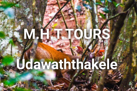 Rain Forest Walk &amp; Bird watching in Kandy (Udawaththa Kale)