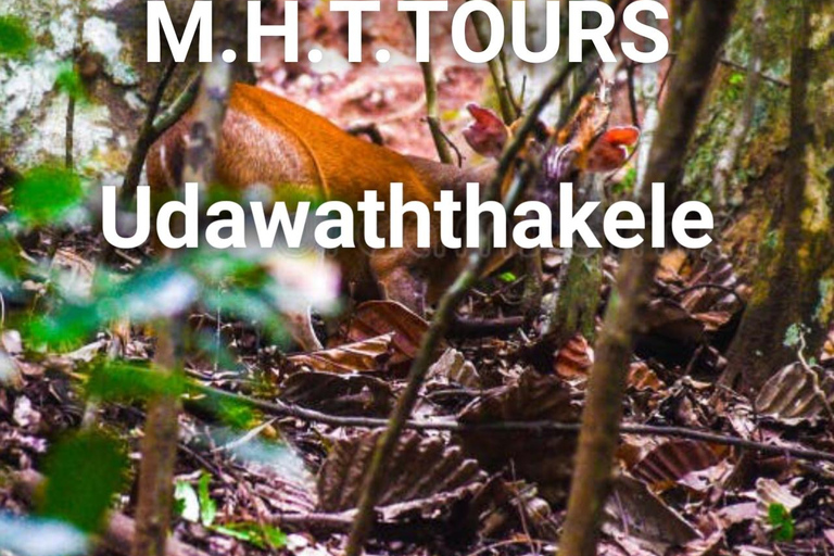 Rain Forest Walk &amp; Bird watching in Kandy (Udawaththa Kale)