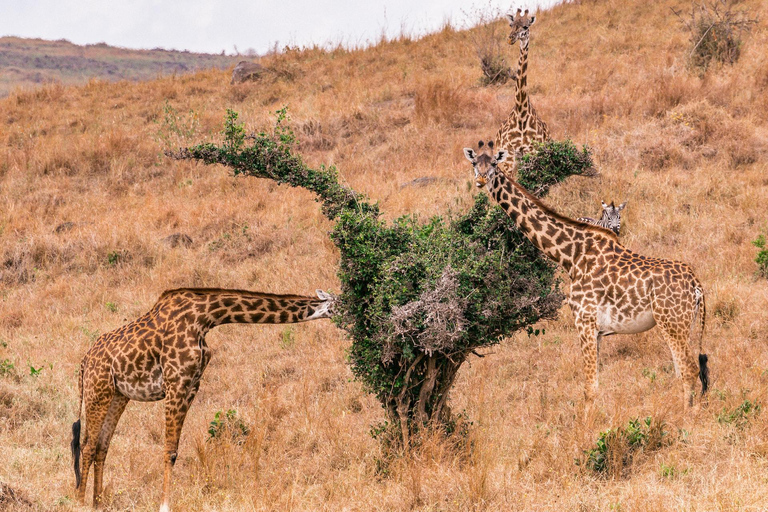 Parque Nacional de Nairóbi, Orfanato de Elefantes e Centro de Girafas