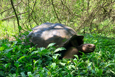 The Galapagos Giant Tortoise Experience | Iconic Shared Tour The Galapagos Iconic Giant Tortoise Experience | Shared