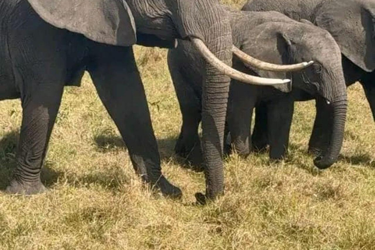 Nairobi: 3-Day honeymoon safari to Amboseli National Park Overnight Private to Amboseli National Park