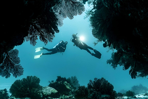 2 días de buceo en Santa Cruz - Islas Galápagos